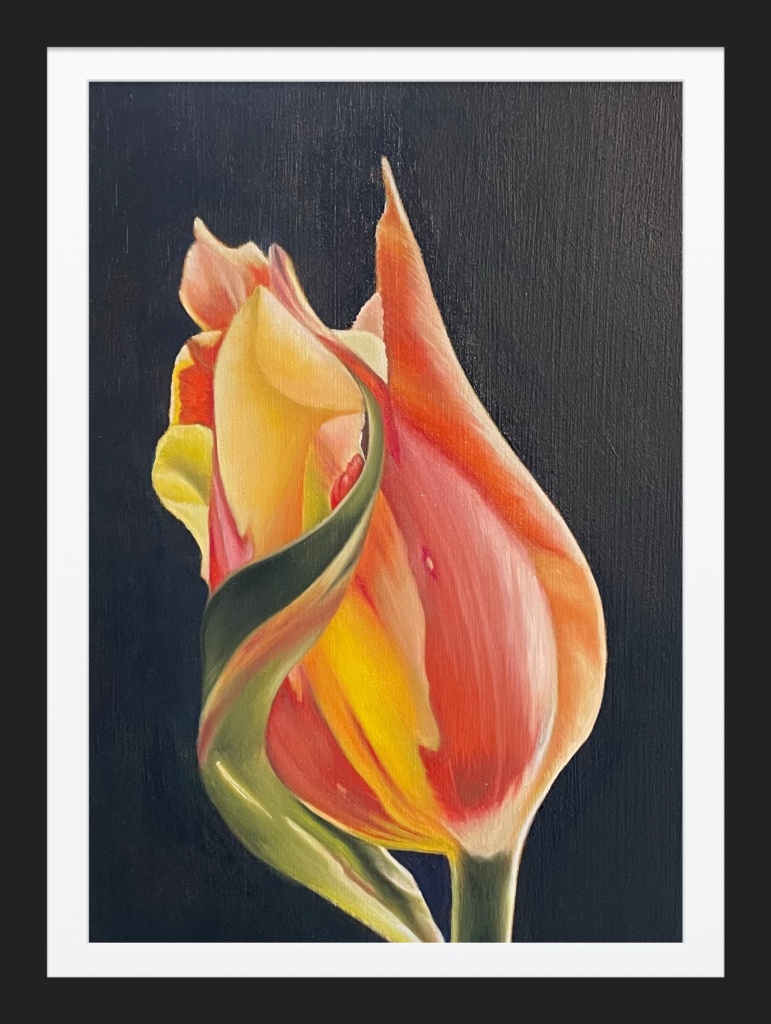 Tulp